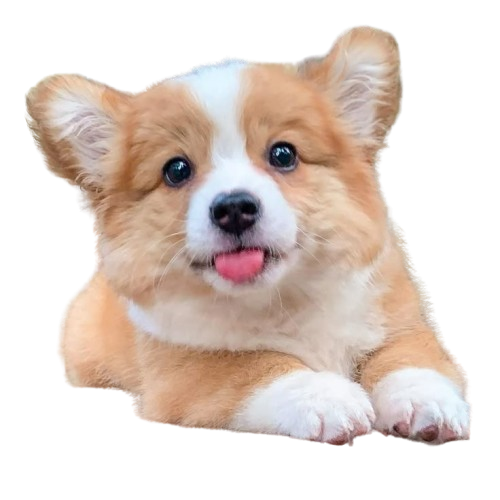 뿌뿌