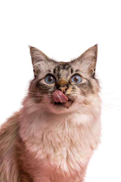 라라